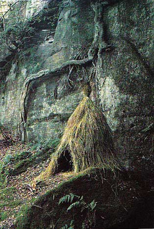Shelter for the Forest Deer
